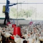 bird flu