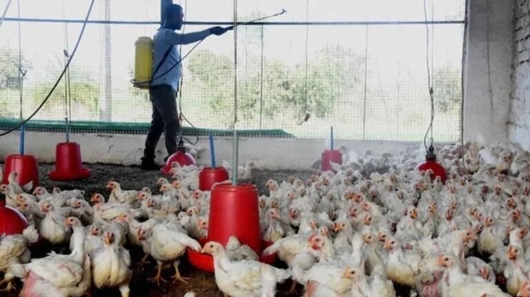 bird flu