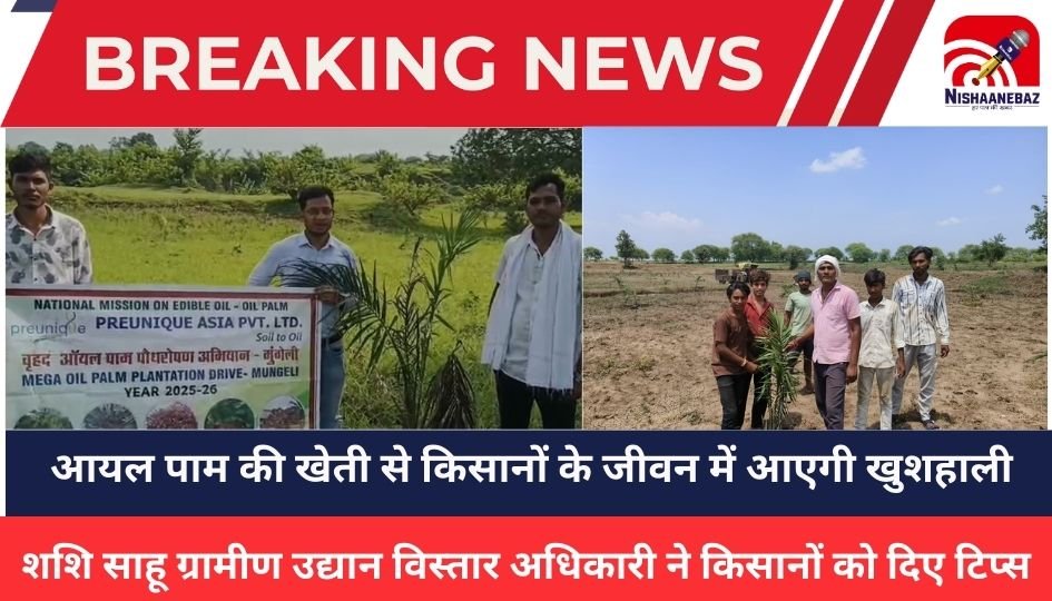 Oil palm News:किसानों के लिए सुनहरा अवसर: ऑयल पाम की खेती से कम मेहनत और लागत में बंपर मुनाफा, ग्रामीण उद्यान विस्तार अधिकारी शशि साहू ने किसानों को दिए टिप्स