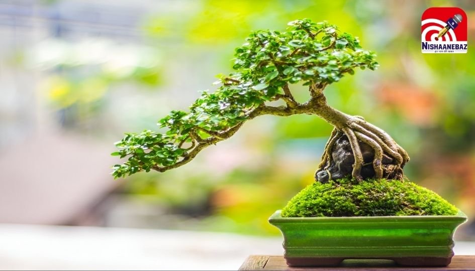 Business Tips : कम लागत में शुरू करें बोनसाई पौधों का बिज़नेस, घर बैठे कमाएं लाखों, सरकार भी दे रही सब्सिडी…