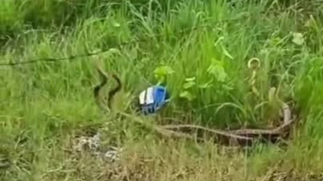 रीवा के खेत में सांपों की अठखेलियां, वायरल हुआ अनोखा वीडियो