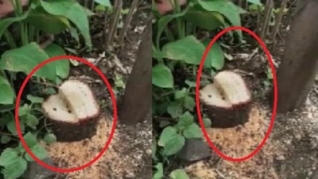 Maharashtra News : डीएम के सरकारी आवास से चंदन के पेड़ की चोरी, सुरक्षा पर उठे सवाल