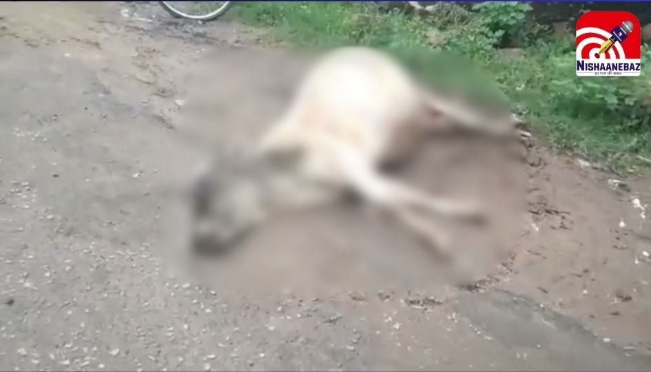 Rewa MP News : बेरहम युवक की बर्बरता, गर्भवती गाय को मरते दम तक पीटा….