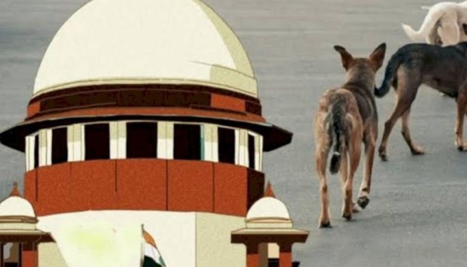 SC का बड़ा फैसला : आवारा कुत्तों पर नसबंदी-वापसी वाला फॉर्मूला, पढ़े पूरी खबर…..