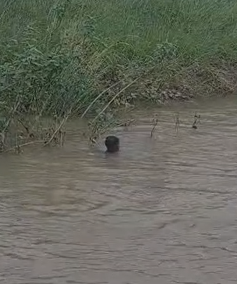 Mauganj News : नईगढ़ी में दर्दनाक हादसा, रक्षाबंधन पर मौसी के घर आए 15 वर्षीय किशोर की पनिगमा नदी में डूबने से मौत, 4 घंटे बाद भी लापता, आपदा प्रबंधन टीम नदारद