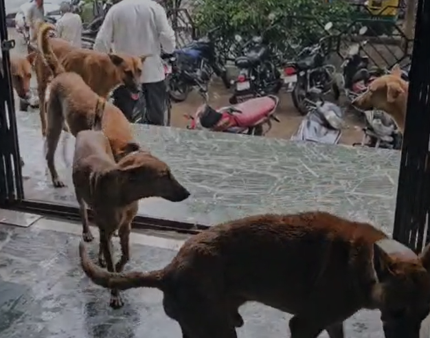 Reva News : शिल्पी प्लाज़ा और अस्पताल में आवारा कुत्तों का आतंक, निगम आयुक्त बोले – जल्द होगा बधियाकरण और शेल्टर होम में भेजने की कार्रवाई