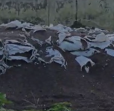 Reva News : रीवा जिले के सिरमौर विधानसभा में 10 साल से खुले में सड़ रहा अनाज, हैजा फैलने का खतरा, स्थानीय बीजेपी नेता को भी नहीं थी खबर