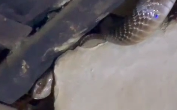 MP News : सांप और परिवार के बीच तनावपूर्ण रात, घर के छप्पर में घुसा नाग