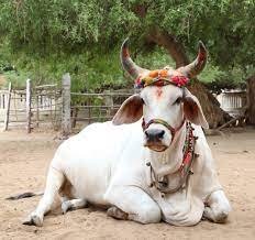 CG Korba News : चमत्कारी गाय विज्ञान हैरान, भक्तों का उमड़ा सैलाब
