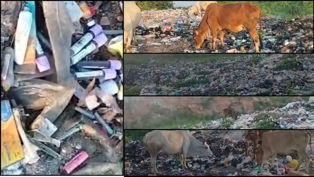 सिंगरौली में खुले में कचरा फेंक रहा नगर परिषद, स्वास्थ्य और पर्यावरण पर मंडरा रहा खतरा