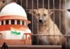 आवारा कुत्तों की वापसी पर सुप्रीम कोर्ट ने दिया फैसला – डॉग लवर्स-एनजीओ को 25 हजार से 2 लाख रुपये जमा करने का निर्देश