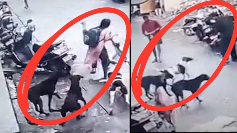 मुंबई : स्कूल से लौट रही बच्ची पर आवारा कुत्तों का हमला, सीसीटीवी में कैद हुई घटना