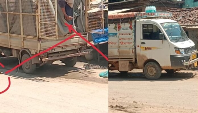 कैंसरजनित थाई मागुर मछली कैंसरजनित थाई मागुर मछली