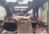 Jabalpur News : जबलपुर के बरगी में गौ-तस्करी का पर्दाफाश, 65 बछड़ों से भरा ट्रक पकड़ा, 11 की मौत Jabalpur News