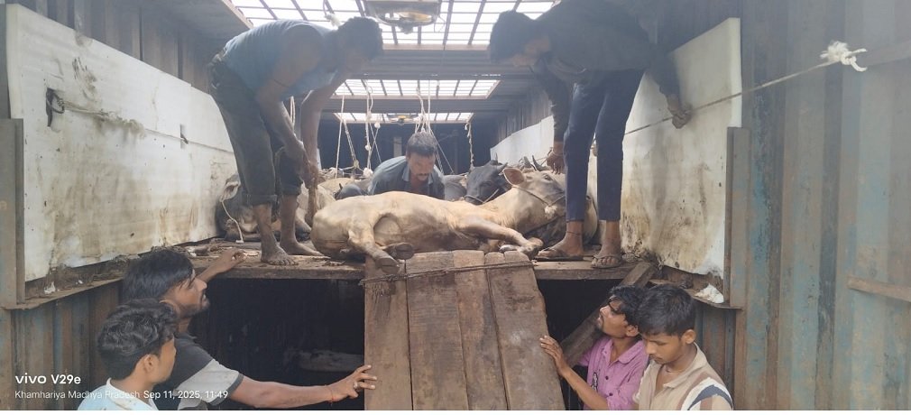 Jabalpur News : जबलपुर के बरगी में गौ-तस्करी का पर्दाफाश, 65 बछड़ों से भरा ट्रक पकड़ा, 11 की मौत