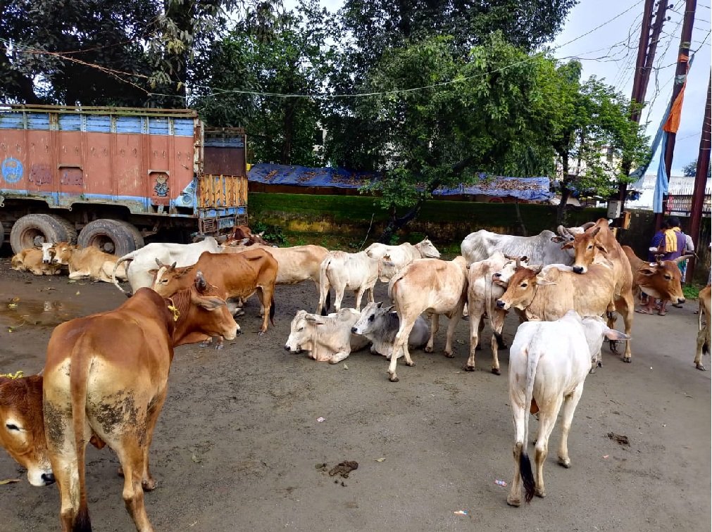 CG NEWS : लैलूंगा थाना क्षेत्र में मवेशियों की तस्करी पर सवाल, पुलिस प्रशासन मौन