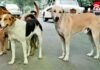 Rajdhani Raipur News : आवारा कुत्तों का आतंक, दो साल की मासूम पर हमला, हालत गंभीर… Rajdhani Raipur News