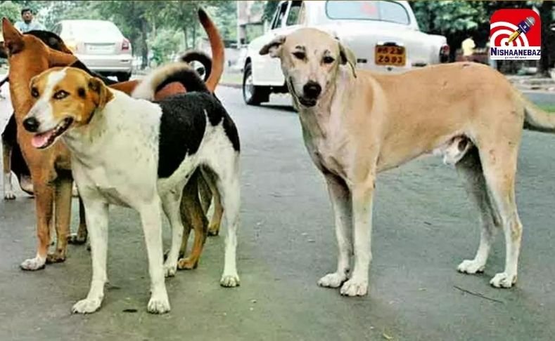 Rajdhani Raipur News : आवारा कुत्तों का आतंक, दो साल की मासूम पर हमला, हालत गंभीर…