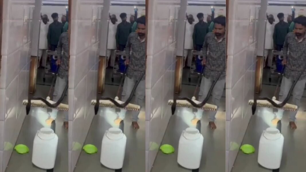 Shajapur News : अस्पताल के ड्रेसिंग रूम में निकला ब्लैक कोबरा, मचा हड़कंप, देखे वीडियो…
