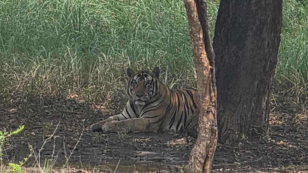 MP NEWS : मनोर गांव के पास पेड़ तले आराम फरमाता बाघ, राहगीरों ने कैद किए वीडियो और सेल्फी