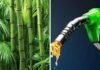 Bamboo Bio-Fuel Project : ₹3,500 करोड़ का लोन एग्रीमेंट PFC और JBIC के बीच संपन्न, बांस से बायो-फ्यूल प्रोजेक्ट को मिलेगी ताकत