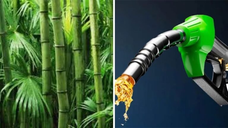 Bamboo Bio-Fuel Project : ₹3,500 करोड़ का लोन एग्रीमेंट PFC और JBIC के बीच संपन्न, बांस से बायो-फ्यूल प्रोजेक्ट को मिलेगी ताकत