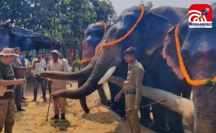 सीधी संजय टाइगर रिजर्व