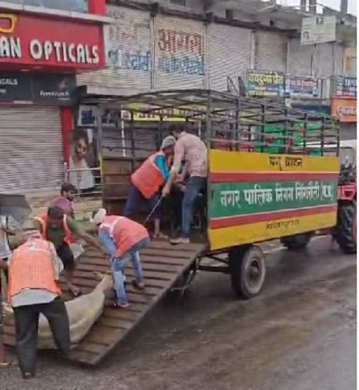 Singrauli News: सड़कों से आवारा पशुओं को नगर निगम प्रशासन ने मोरवा गौशाला भेजा, सड़क पर छोड़ने वाले पशु मालिकों के उपर होंगी सख्त कानूनी कार्यवाही
