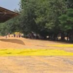Burhanpur Mandi Maize Loss