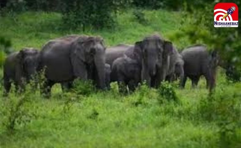 CG News : खेत की रखवाली कर रहे 68 वर्षीय बुजुर्ग को हाथी ने कुचला, मौके पर मौत…