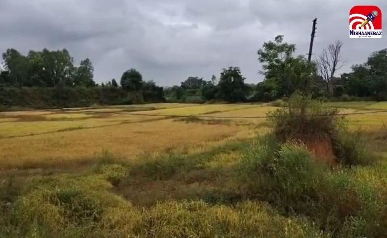 Cyclonic Storm Montha : पकी धान की फसल सड़ने का खतरा, ट्रेनें रद्द…छत्तीसगढ़ के 8 जिलों में यलो अलर्ट जारी…