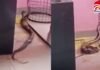Gwalior School Viral Video : स्कूल में नाग-नागिन का ‘डांस’ देख मची भगदड़, शिक्षकों ने बच्चों को क्लासरूम में किया बंद…देखें वीडियो Gwalior School Viral Video