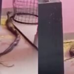 Gwalior School Viral Video