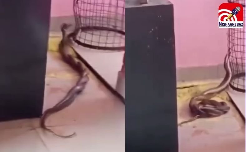 Gwalior School Viral Video : स्कूल में नाग-नागिन का ‘डांस’ देख मची भगदड़, शिक्षकों ने बच्चों को क्लासरूम में किया बंद…देखें वीडियो