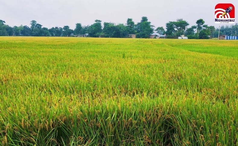 Montha Storm : मोंथा तूफान का असर : धान कटाई पर लगा ब्रेक, किसानों की बढ़ी चिंता…