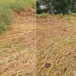 Rewa Rain Damage
