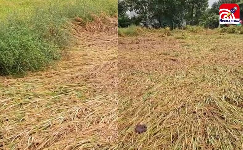 Rewa Rain Damage : विंध्य में किसानों पर आसमानी आफत, बेमौसम बारिश से धान की फसलें बर्बाद….