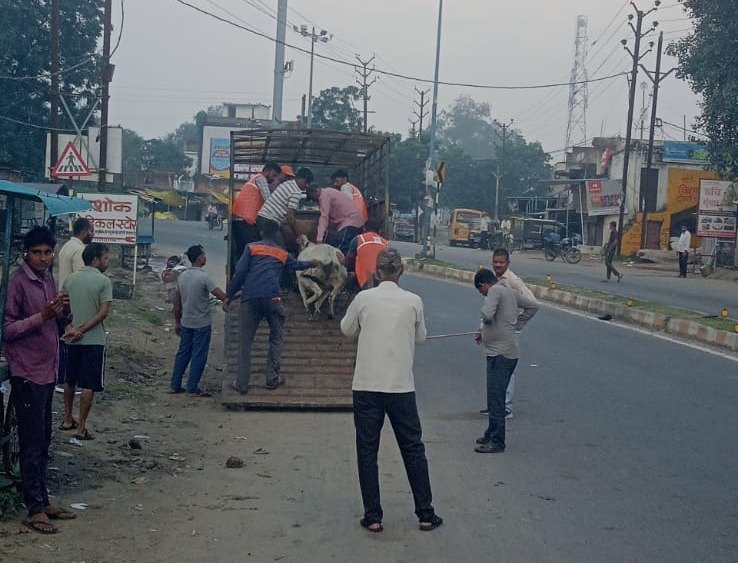 Singrauli News: नगर निगम क्षेत्र में छठवें दिन मवेशी पकड़ने की कार्रवाई जारी — पालतू पशुओं को सड़क पर न छोड़ें, निगम की सख्त अपील