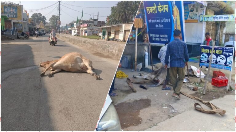 CG News : गौसेवा का ढोंग और लैलूंगा की सच्चाई: सड़क पर तड़पकर दम तोड़ती रहीं दो गायें, भाजपा शासित निकाय की संवेदनहीनता उजागर!