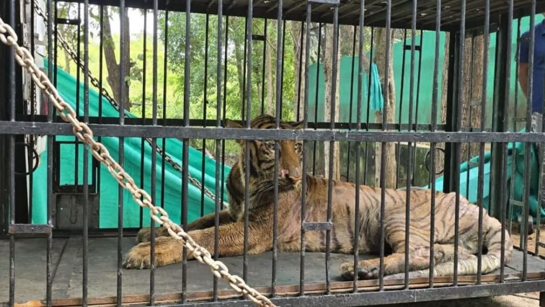 CG News : छत्तीसगढ़ जंगल सफारी की बाघिन ‘बिजली’ की मौत, इलाज के लिए गुजरात भेजे जाने पर उठे सवाल