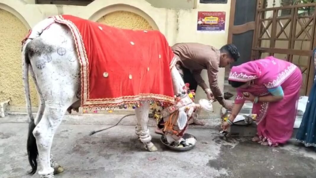 Govardhan Puja : गोवर्धन पूजा पर जबलपुर में श्रद्धा का अद्भुत संगम, गौ माता को चढ़ाई गई डेढ़ किलो चांदी