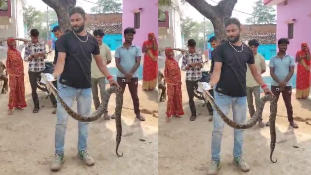 MP News : टीकमगढ़ में 10 फुट लंबे अजगर का सफल रेस्क्यू, ‘सांपों का रखवाला’ अमर सिंह लोधी ने सुरक्षित जंगल में छोड़ा