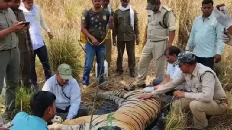 Kanha Tiger Reserve : कान्हा टाइगर रिजर्व में 3 बाघों की मौत, पोस्टमॉर्टम में अन्य बाघों के हमले की पुष्टि