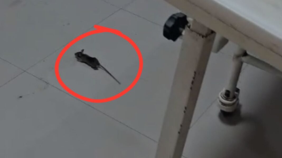 MP News : ग्वालियर के जयारोग्य अस्पताल में चूहों का आतंक, मरीज और अटेंडर परेशान