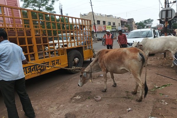 Rajnandgaon News : मवेशी धर-पकड़ अभियान तेज, सड़कों से हटाए गए 18 आवारा पशु