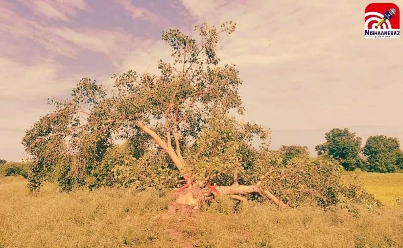 खैरागढ़ में हनुमान स्थल माने जाने वाले पीपल वृक्ष की रातों-रात कटाई…भड़के ग्रामीण…आरोपी पर कार्रवाई की मांग