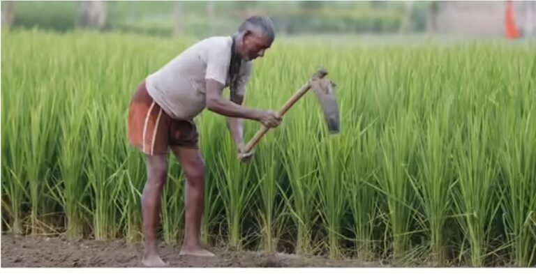 Retired Teachers Inspirational Story : सरगुजा के रिटायर्ड टीचर ने जवानों को किया शर्मिंदा! ढलती उम्र में मेहनत से खेती में किया कमाल