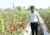 Rajnandgaon News: टमाटर के भरपूर उत्पादन से किसान सुरेश सिन्हा को मिला बहुत फायदा, लगभग 2 लाख 35 हजार रूपए का हुआ मुनाफा Rajnandgaon News