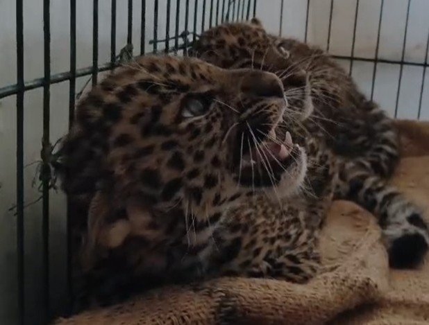 Indore News : महू के हरसोला गांव से तेंदुए के दो शावकों का रेस्क्यू, देखें वीडियो