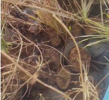 Gwalior News: “दुर्लभ सोफानी पौधों की अनदेखी पर अदालत सख्त: ग्वालियर कोर्ट ने SI आशीष शर्मा के खिलाफ कार्रवाई के आदेश दिए”